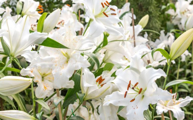  Flores para despedir a nuestros seres amados