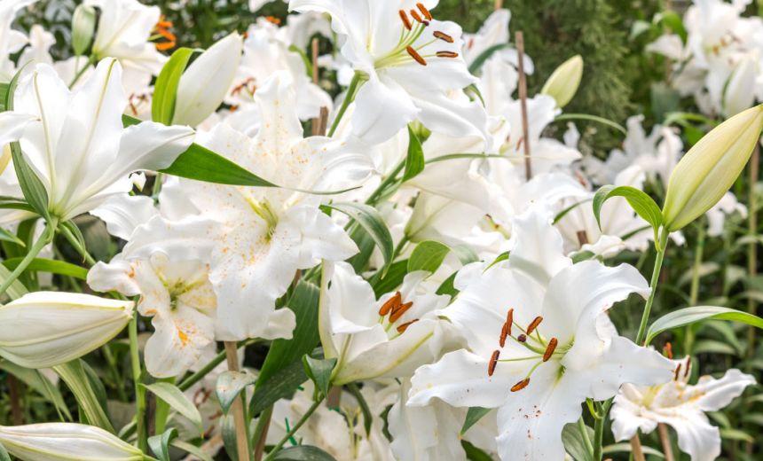 flores