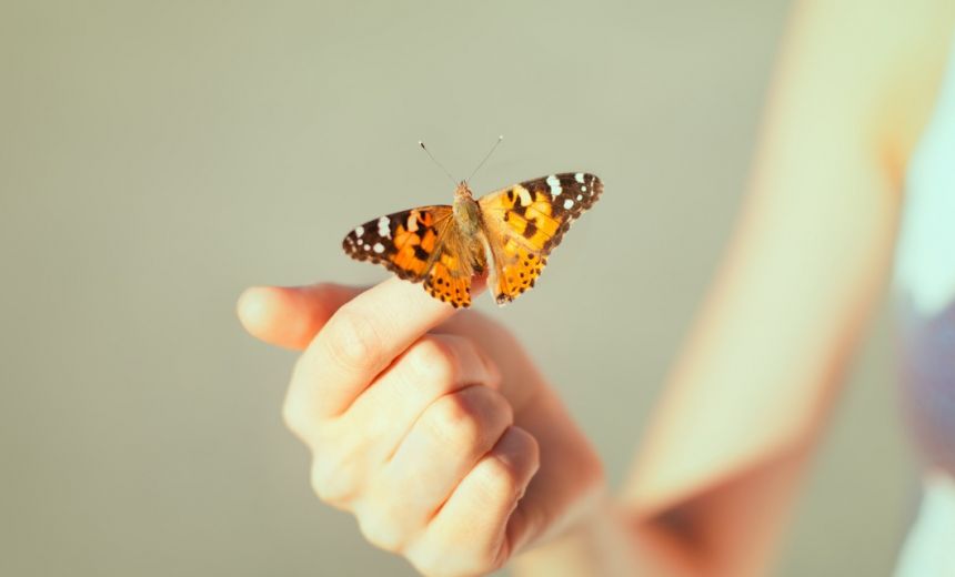 mariposa