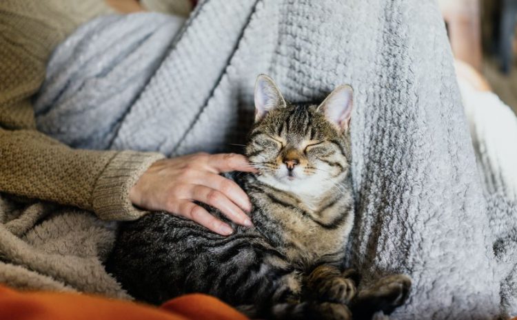  Cremé a mi mascota, ¿Dónde reservo sus cenizas?