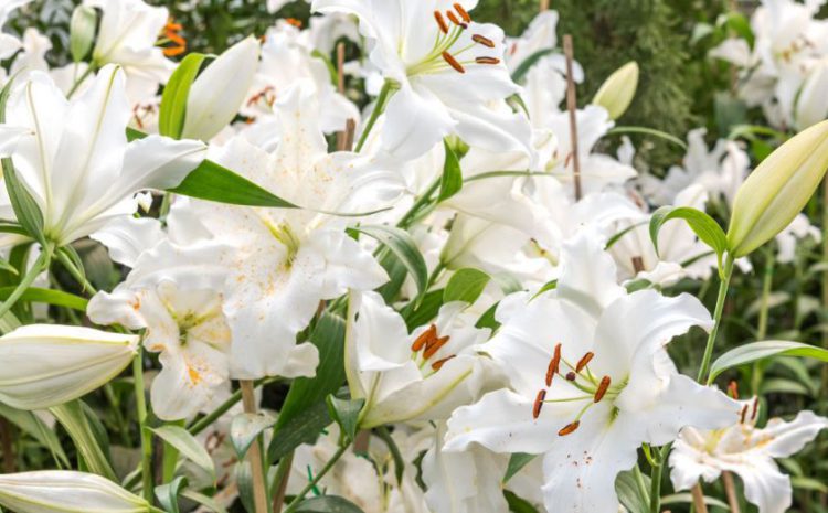  Flores para despedir a nuestros seres queridos