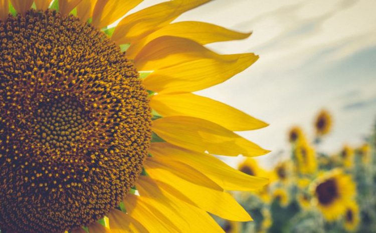  ¿Por qué los girasoles nos recuerdan a papá?