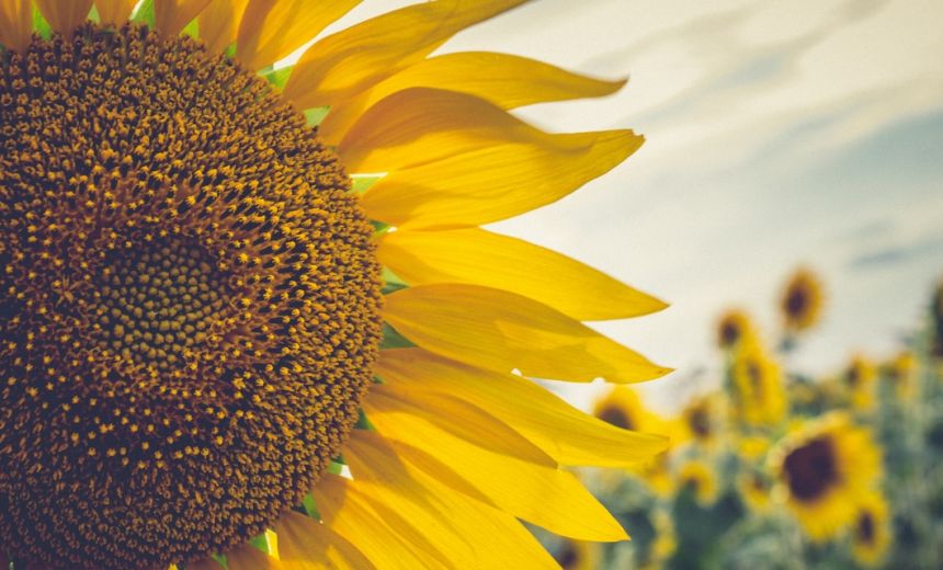 Los girasoles