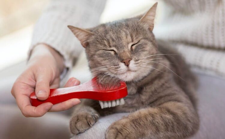 4 beneficios de tener una mascota en casa