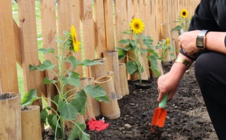 Girasoles que llegan hasta el cielo, en honor a papá