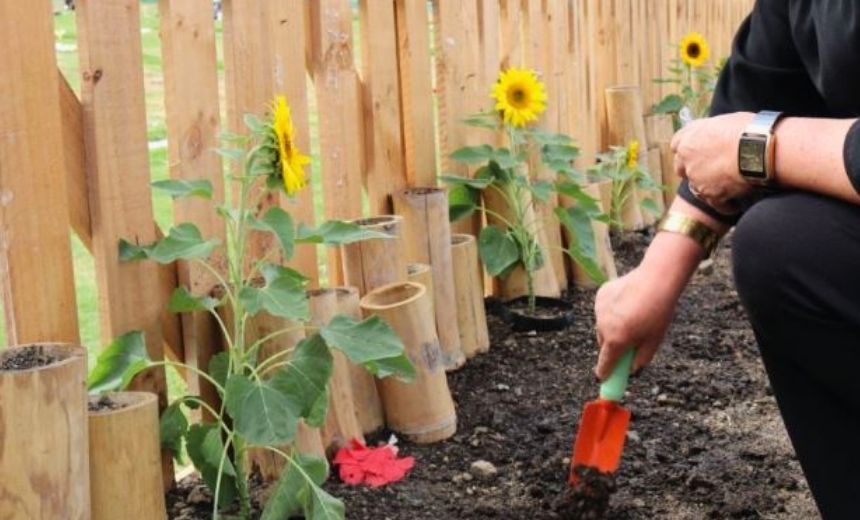 Girasoles que llegan hasta el cielo, en honor a papá