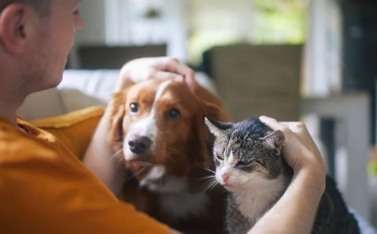  Cremación de mascotas: Un servicio de Jardines Pet